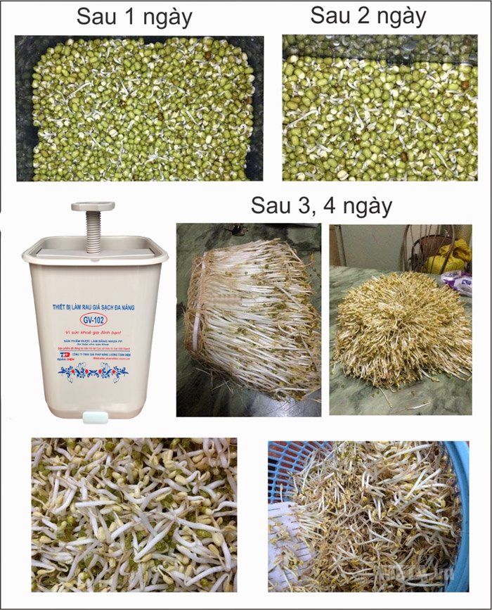 Máy làm giá sạch đa năng GV-102 bản thường do giảng viên Đỗ Ngọc Chung (ĐH Công nghệ - ĐHQG Hà Nội) sáng chế ra Máy làm giá sạch đa năng GV-102 bản thường do giảng viên Đỗ Ngọc Chung (ĐH Công nghệ - ĐHQG Hà Nội) sáng chế ra