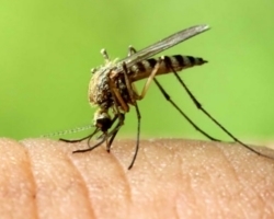 Những bệnh do muỗi gây ra và phương pháp tiêu diệt muỗi hiệu quả