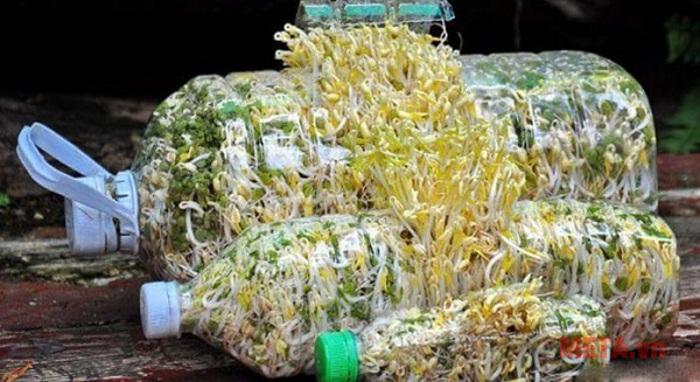 Làm giá đỗ tại nhà bằng vỏ chai nhựa