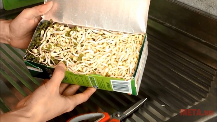 Làm giá đỗ tại nhà bằng vỏ sữa