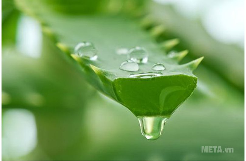 Nha đam có tính khử trùng và làm dịu da, sẽ rất tuyệt vời để giảm ngứa và sưng cho trẻ khi bị muỗi đốt