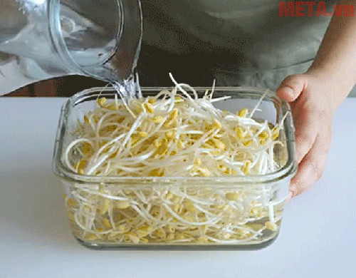 Với cách này bạn có thể bảo quản giá đỗ tươi ngon 7 ngày