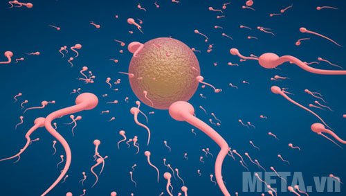 Nam giới ăn giá đỗ giúp tinh trùng khỏe hơn  Nam giới ăn giá đỗ giúp tinh trùng khỏe hơn