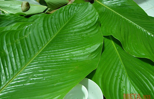 Lá dong bạn rửa sạch lau khô và trần qua nước sối để sát khuẩn Lá dong bạn rửa sạch lau khô và trần qua nước sối để sát khuẩn