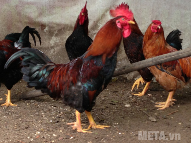 Chọn những con gà có mào đỏ tươi
