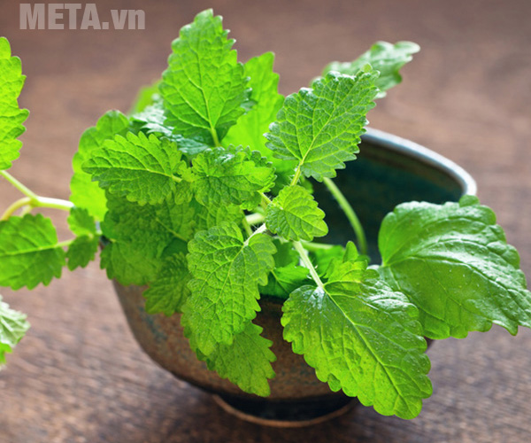 Cách đuổi gián khỏi nhà mà không cần dùng hóa chất