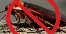 Cách đuổi gián khỏi nhà mà không cần dùng hóa chất
