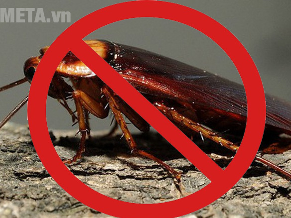 Cách đuổi gián khỏi nhà mà không cần dùng hóa chất
