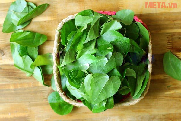 Chọn lá sương sâm tươi