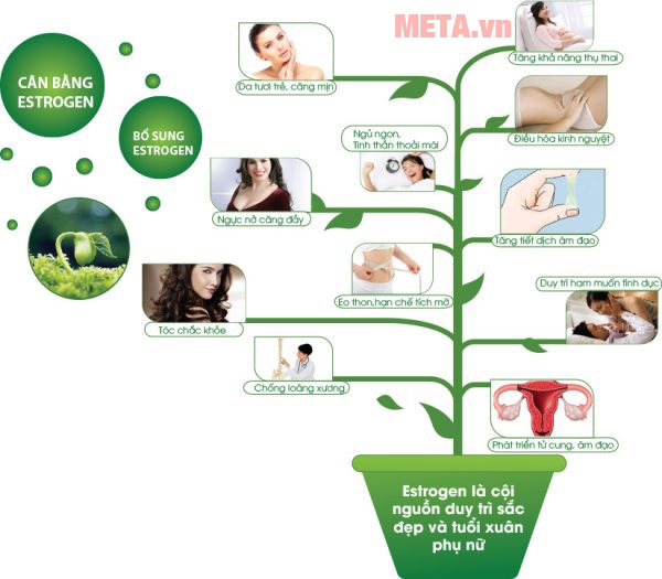 Nội tiết tố nữ quan trọng với phụ nữ thế nào?