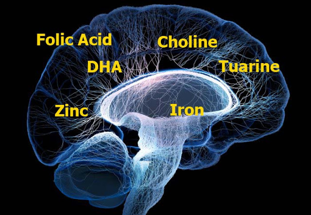 Kẽm giúp cải thiện não bộ. Kẽm giúp cải thiện não bộ.
