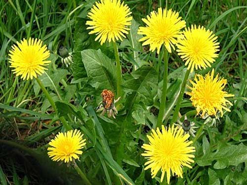 Chữa tắc tia sữa tại nhà