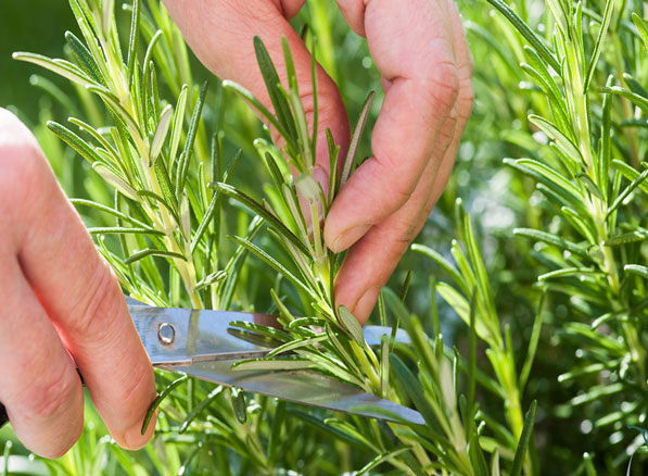 Cách nhuộm tóc đen tự nhiên Cách nhuộm tóc đen tự nhiên