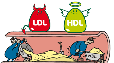 hdl cholesterol hdl cholesterol là gì