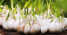 Tỏi mọc mầm có ăn được không?
