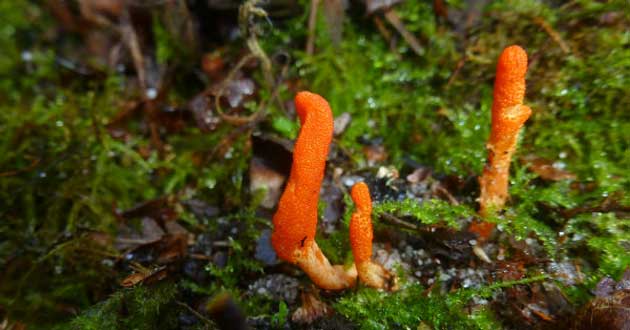 Đông trùng hạ thảo tươi