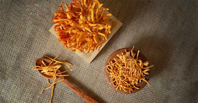 Tác dụng đông trùng hạ thảo Tác dụng đông trùng hạ thảo