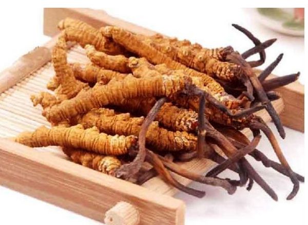 trà đông trùng hạ thảo