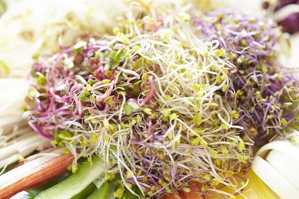 Rau mầm chua ngọt