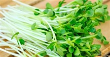 Rau mầm có những tác dụng gì? Loại nào ăn được, loại nào cần tránh?