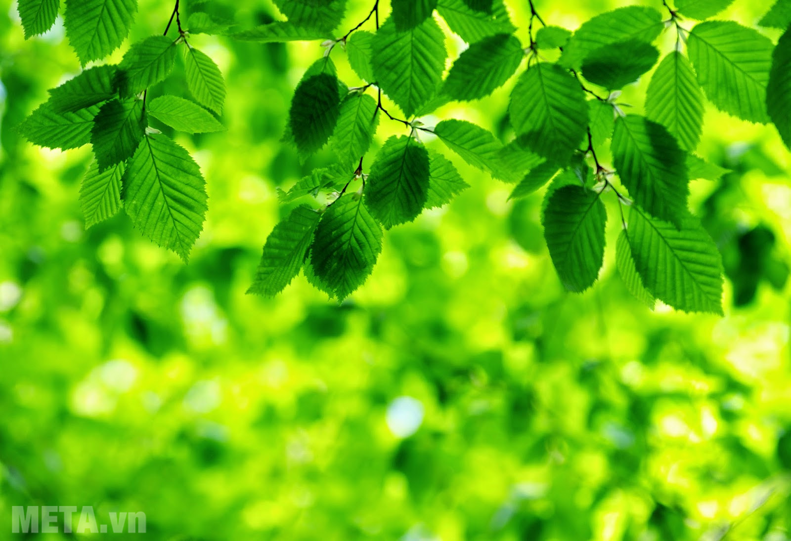 Màu xanh giúp mắt thư giãn hơn Tại sao nhìn những vật màu xanh lại có lợi cho mắt