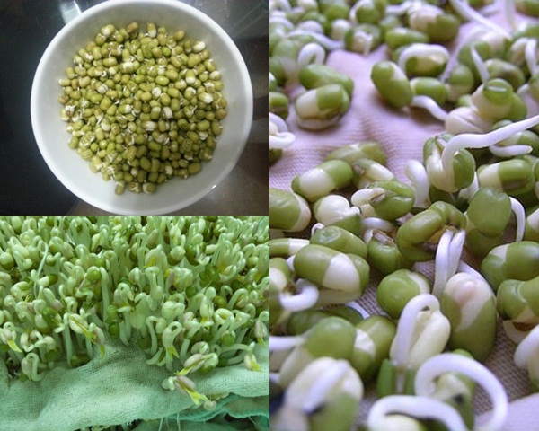 giá đỗ sạch giá đỗ sạch