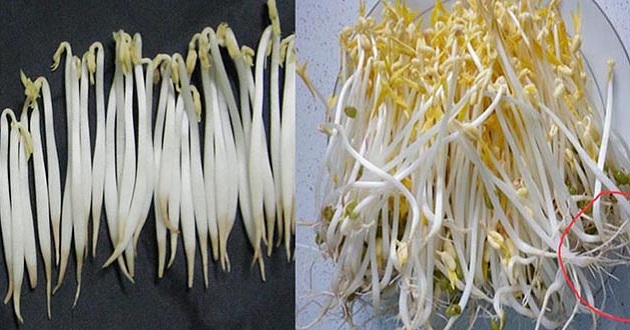 nhận biết giá đỗ sạch nhận biết giá đỗ sạch