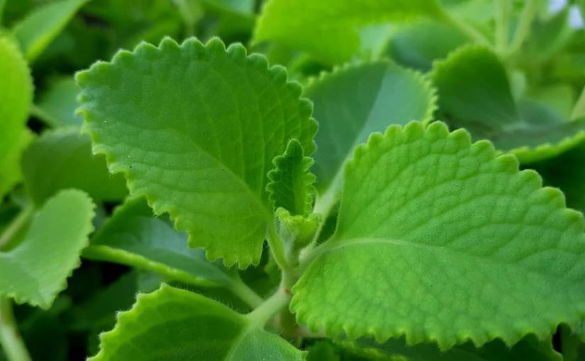 húng chanh tiêu đờm