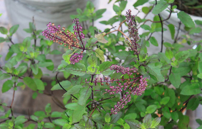 Chữa nghẹt mũi khi mang thai bằng hương nhu tím