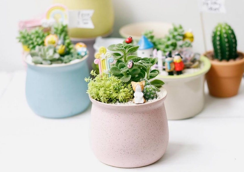 Chậu cây cảnh xinh xắn Chậu cây cảnh xinh xắn