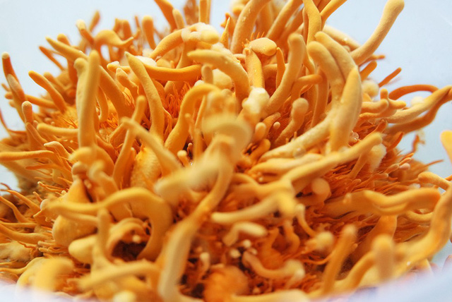 Đông trùng hạ thảo