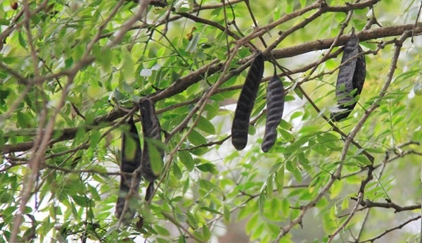 Lợi ích của việc xông bồ kết Lợi ích của việc xông bồ kết