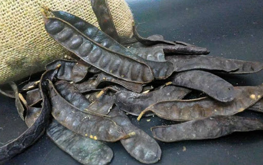 Cách đốt bồ kết xông nhà khử trùng Cách đốt bồ kết xông nhà khử trùng