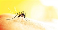 Những bệnh do muỗi gây ra và phương pháp tiêu diệt muỗi hiệu quả