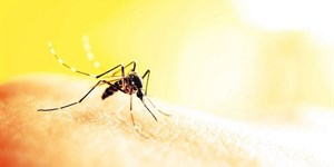 Những bệnh do muỗi gây ra và phương pháp tiêu diệt muỗi hiệu quả