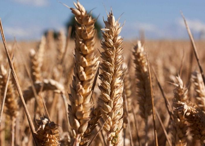 Lúa mạch chứa nhiều Rutin Lúa mạch chứa nhiều Rutin