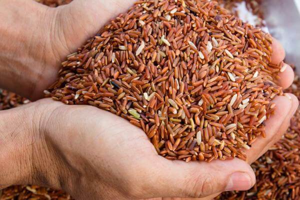 Ăn gạo lứt hàng ngày có tốt không?