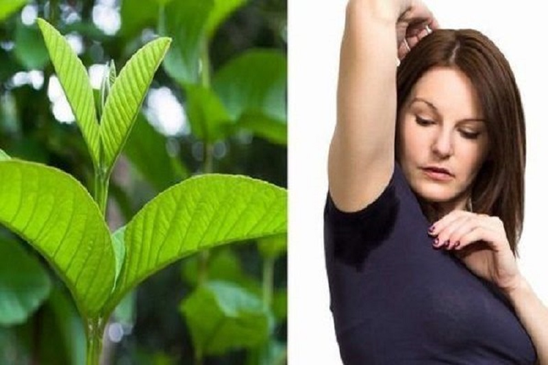 Cách trị hôi nách bằng lá ổi đơn giản Cách trị hôi nách bằng lá ổi đơn giản