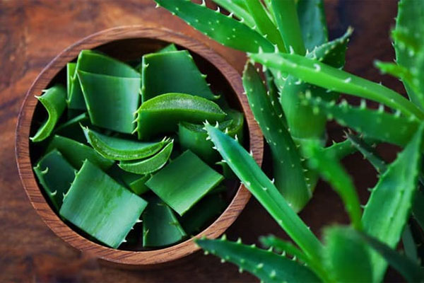 Làm hồng nhũ hoa bằng nha đam