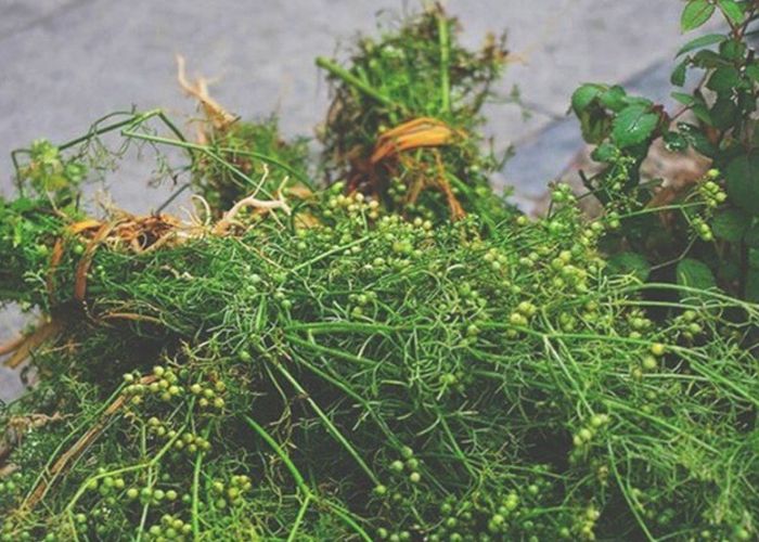 Tắm lá mùi cũng là một phong tục không thể thiếu trong Tết diệt sâu bọ