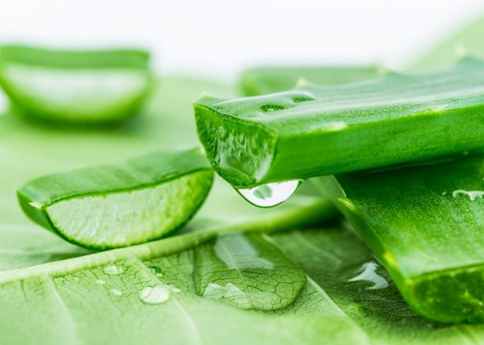 Uống nha đam mỗi ngày có tốt không? 