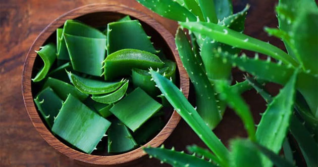 Công dụng của nha đam