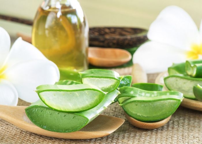 Nha đam có tính sát khuẩn cao nên trị mụn bằng nha đam rất tốt