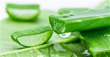 Dưỡng trắng da với nha đam + Vitamin E