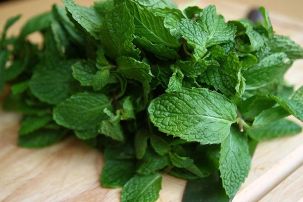 Cây bạc hà Cây bạc hà