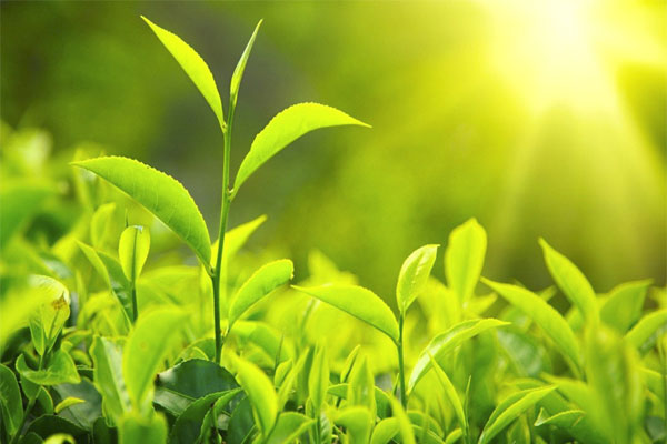 Những thực phẩm tốt cho dạ dày 5 Những thực phẩm tốt cho dạ dày 5