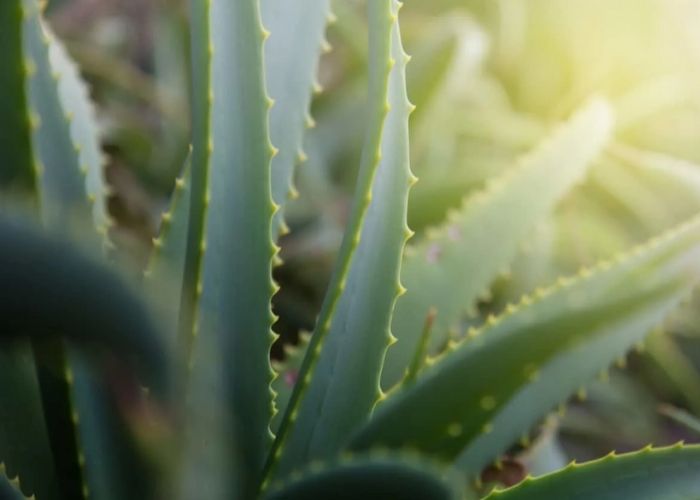 Nha đam và mật ong có rất nhiều tác dụng với cơ thể, đặc biệt là sắc đẹp