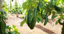 Cách chọn bơ 034 ngon, quả già để làm sinh tố bơ