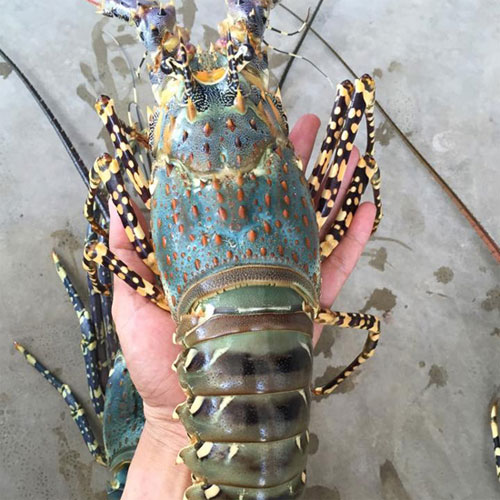 Nguyên liệu làm tôm hùm nướng phô mai Nguyên liệu làm tôm hùm nướng phô mai