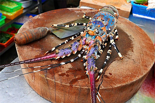 Sơ chế tôm hùm Sơ chế tôm hùm